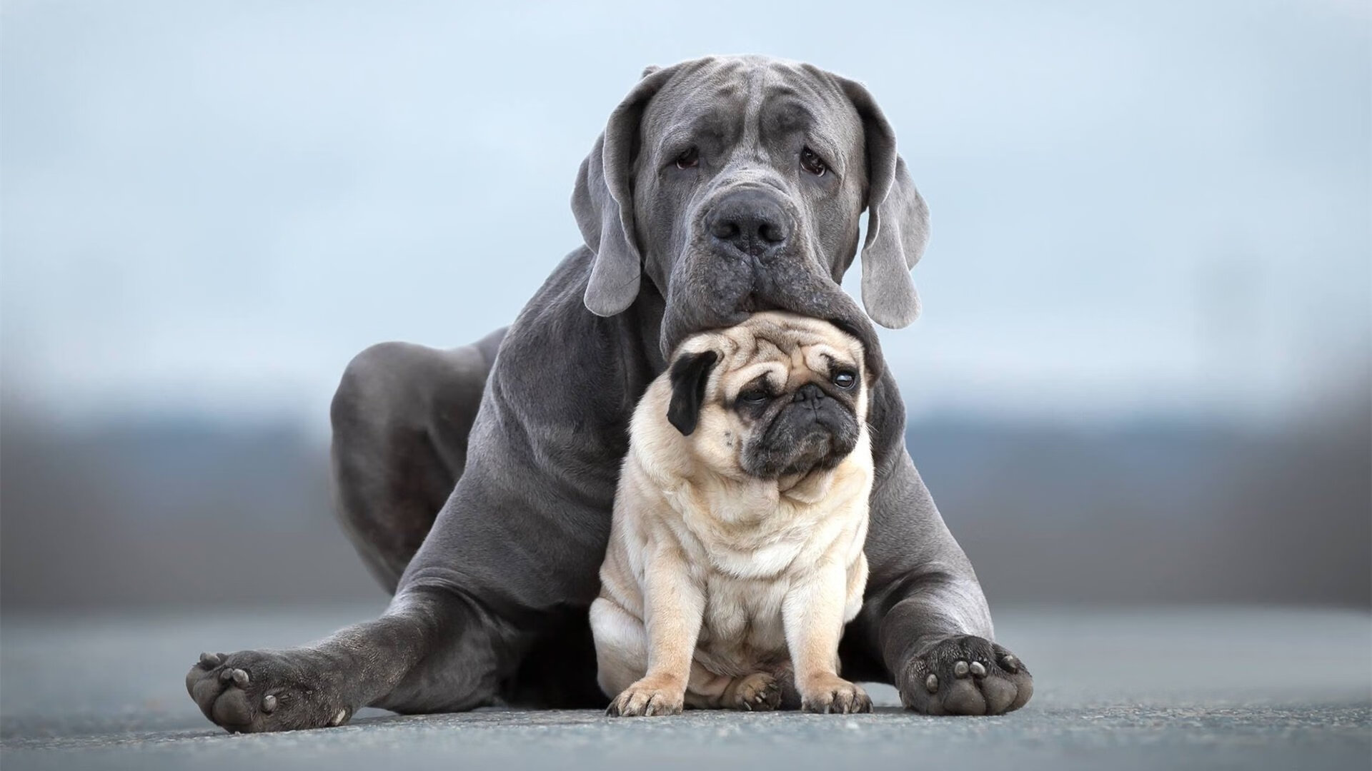 广东省推动“校园篮球明星”培养计划，开启青训新篇章，广东省校园篮球推广学校