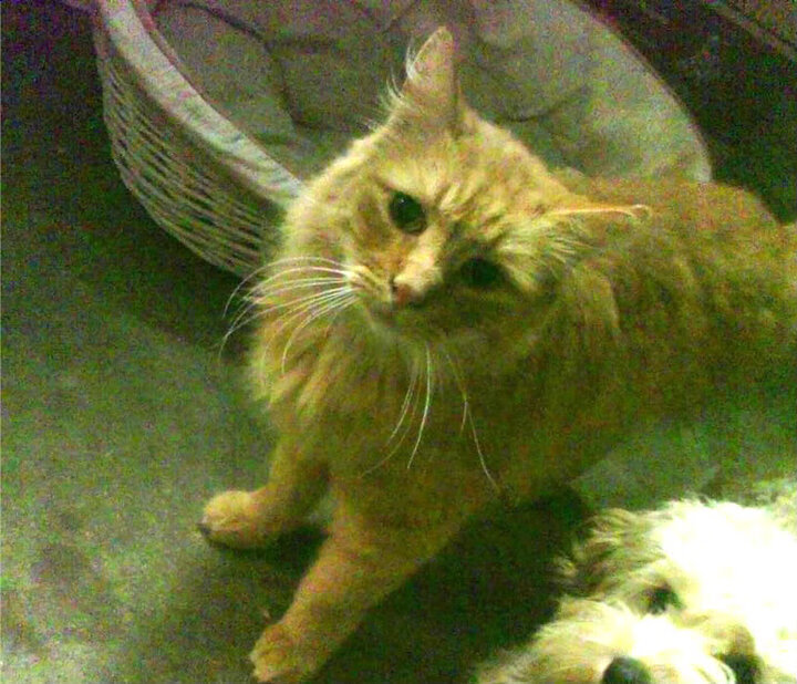 开yun官网-《RNG战队新星JackeyLove，带领队伍再创佳绩》，rng jackeylove